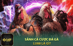 Sảnh cá cược đá gà Lu88 là gì